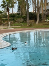 URBANIZACIÓN PLAYA DEL INFANTE - REF. A03-03364